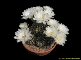 Gymnocalycium mesopotanicum P241 184